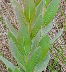 Lasiosiphon kraussianus