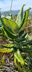 Hermas villosa