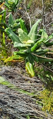 Hermas villosa