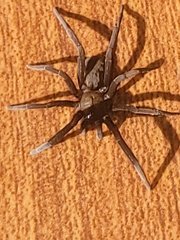 Kukulcania