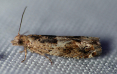 Crocidosema plebejana