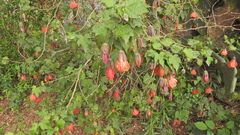 Abutilon × hybridum