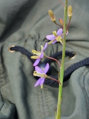 Heliophila linearis linearifolia