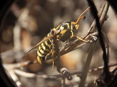 Bembecia ichneumoniformis