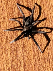 Kukulcania