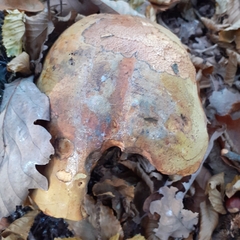 Neoboletus erythropus