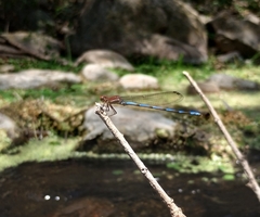 Argia joergenseni