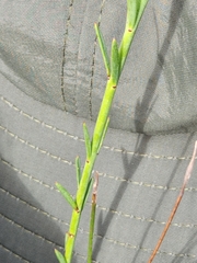 Heliophila linearis linearifolia