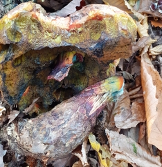 Neoboletus erythropus