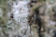 Araneae