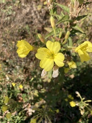 Oenothera clelandii