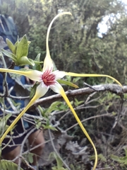 Strophanthus gerrardii