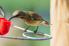 Chalcomitra amethystina