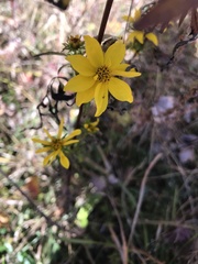 Bidens aristosa