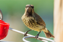 Chalcomitra amethystina