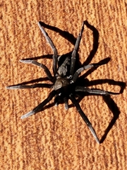 Kukulcania