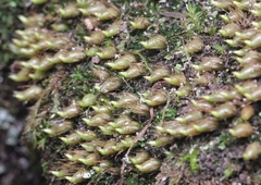 Diphyscium foliosum