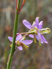 Heliophila linearis linearifolia