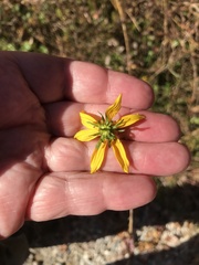 Bidens aristosa