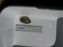 Utterbackia imbecillis