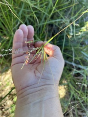 Panicum coloratum