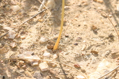 Albuca