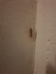 Scutigera coleoptrata