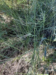 Panicum coloratum