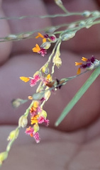 Panicum coloratum