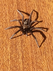 Kukulcania