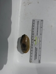 Utterbackia imbecillis