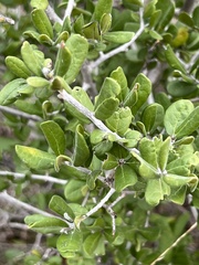 Diospyros texana