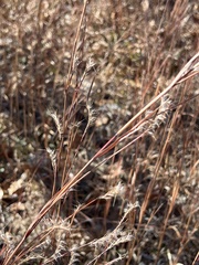 Schizachyrium