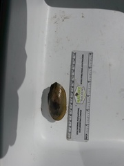 Utterbackia imbecillis