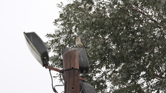 Mimus saturninus