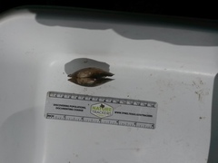 Utterbackia imbecillis