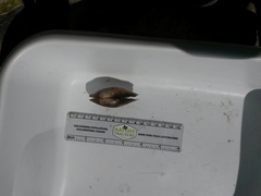 Utterbackia imbecillis