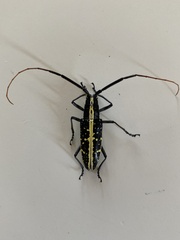 Ptychodes bifasciatus