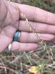 Diospyros texana