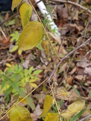 Zanthoxylum