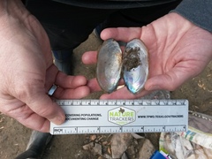 Utterbackia imbecillis