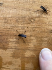 Penthetria heteroptera