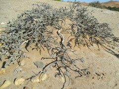 Caroxylon tuberculatum