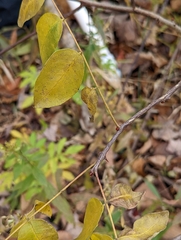 Zanthoxylum