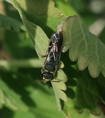 Hylaeus