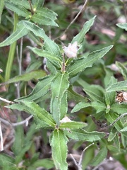 Diospyros texana