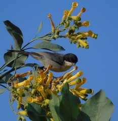 Microspingus melanoleucus