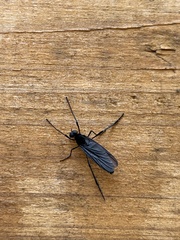 Penthetria heteroptera