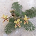 Pelargonium triste - Photo (c) Janine Schoombie, μερικά δικαιώματα διατηρούνται (CC BY-NC), uploaded by Janine Schoombie