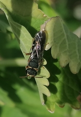 Hylaeus